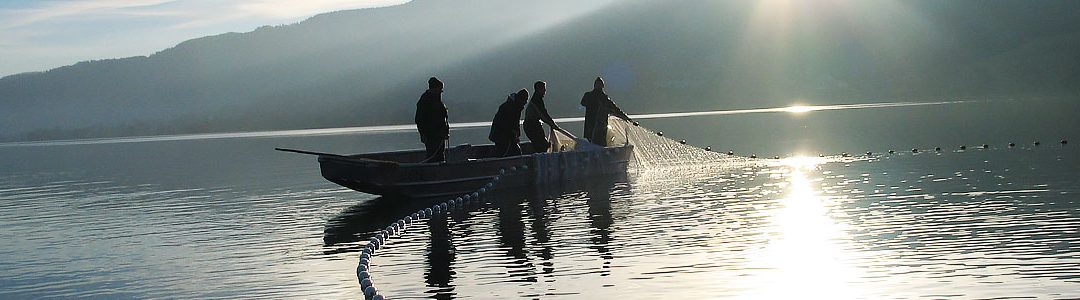 Laichfischen mit der Ringwade