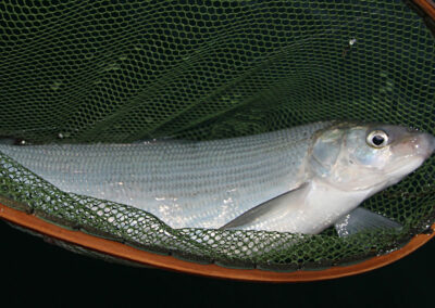 renkenfischen-mit-dem-schwimmer-vom-ufer-06